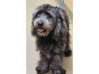 Dog for adoption - Bunny, a Wheaten Terrier