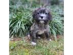 Dog for adoption - Opie, a Shih Tzu Mix