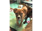 Adopt Maverick a American Staffordshire Terrier