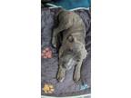 Adopt Murdock a American Staffordshire Terrier