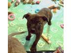 Adopt Mick a American Staffordshire Terrier