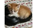 Adopt Spongebob a Domestic Short Hair