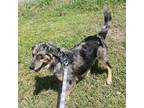 Adopt Vegas a Australian Shepherd, Mixed Breed