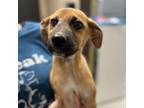 Adopt Buzz a Black Mouth Cur, Mixed Breed