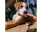Adopt Manchego a Pit Bull Terrier
