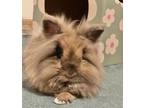 Adopt Tunie a Lionhead