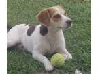 Adopt Bugs a Beagle, Jack Russell Terrier