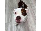 Dog for adoption - Kiwi Sorbet, a Terrier & Pit Bull Terrier Mix