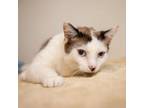 Adopt Recliner a Domestic Short Hair, Siamese