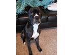 Adopt Joey a Boxer