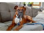Adopt Jack - UNDERGOING HEARTWORM TREATMENT!! a Boxer