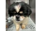 Adopt Dobby a Pekingese