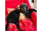 Adopt Jimi a Labrador Retriever, Standard Poodle