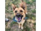 Dog for adoption - Easter JuM, a German Shepherd Dog Mix