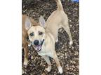 Dog for adoption - Rio- #44370, a Carolina Dog Mix