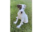 Dog for adoption - Julep, a German Shorthaired Pointer Mix