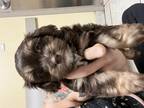 Dog for adoption - Estelle, a Yorkshire Terrier Mix