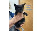 Adopt Fisher a Domestic Short Hair