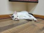 Adopt Bang a Domestic Short Hair