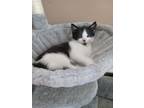 Adopt Dakota a Domestic Short Hair