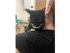 Adopt Mr Chubs a Domestic Short Hair