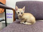 Adopt Rebel a Domestic Short Hair