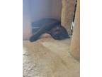 Adopt Barracuda a Domestic Short Hair