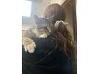 Adopt Zoomy a Domestic Short Hair