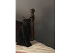 Adopt Oliver a Domestic Short Hair