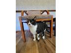 Adopt Jack a Domestic Medium Hair