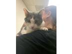 Adopt Max a Domestic Short Hair