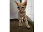 Adopt Samuel a Domestic Short Hair