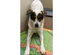 Adopt Spaught a Australian Cattle Dog / Blue Heeler, Labrador Retriever