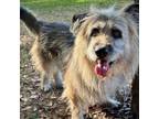 Adopt Falkor a Irish Wolfhound, Mixed Breed