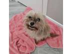 Adopt Zuko a Yorkshire Terrier