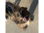 Adopt Benji Raman a Poodle, Schnauzer