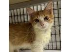 Adopt Czar a Domestic Long Hair