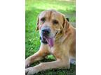 Adopt Rio a Labrador Retriever, Mixed Breed