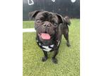 Adopt Crowley a Pug