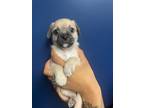 Adopt Kisses a Pug, Terrier