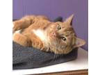 Adopt Garfield a Domestic Short Hair