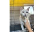Adopt Doc White a Domestic Short Hair