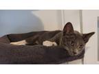 Adopt Simba a Domestic Short Hair