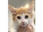Adopt Charlie Kitten a Domestic Medium Hair