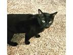 Adopt Onyx a Domestic Medium Hair