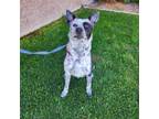 Adopt Grogu a Mixed Breed