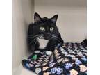 Adopt Sparrow a Domestic Short Hair
