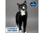 Adopt Melvin a Domestic Short Hair