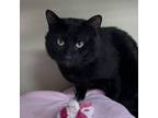 Adopt Quill a Domestic Short Hair