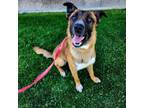 Adopt Karl a Mixed Breed